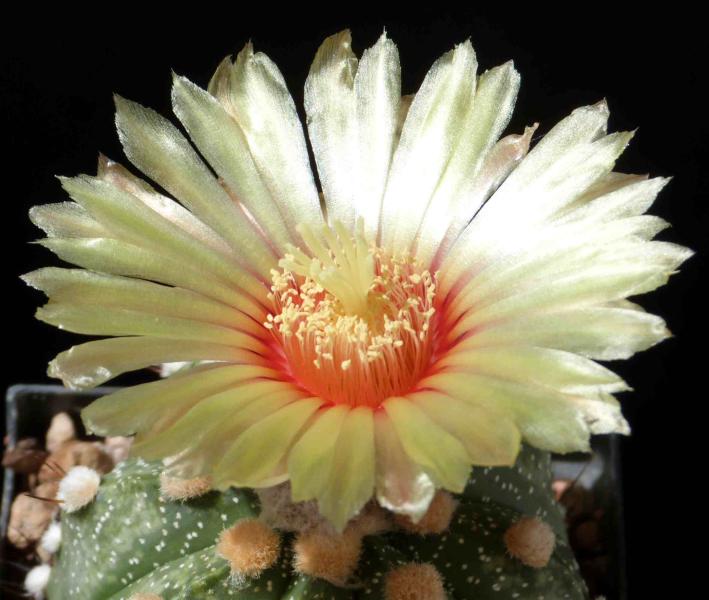 Motherplant with flower